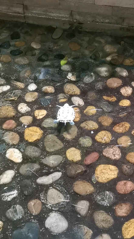 仰泳
